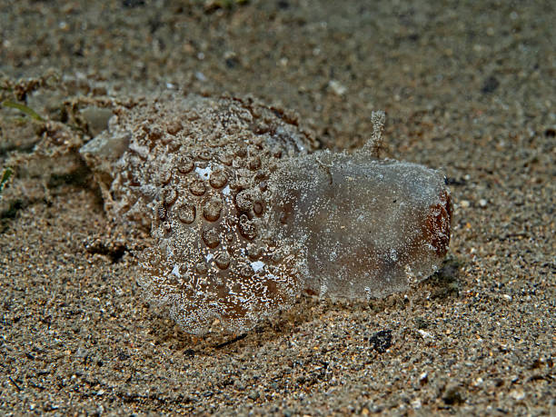 istock Green Melibe, Dendronotid Nudibranchs (Melibe viridis) 2234014087