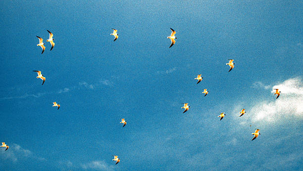 Padre Island NS - Terns Flying High - 1984