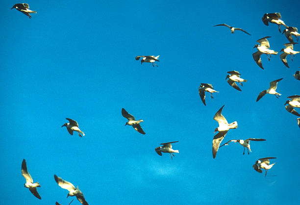 istock Padre Island NS - Birds Taking Flight - 1984 2234014380