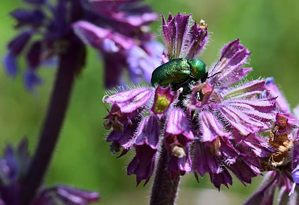 istock Green rose chafer on the violet flower eating nectar 2234014839