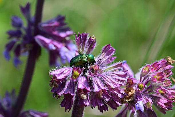 istock Green rose chafer on the violet flower eating nectar 2234014841