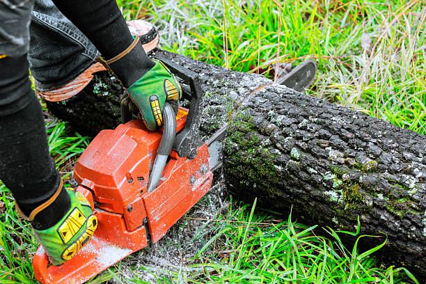 Timber Falling 41,500+ Sawdust Woods Timber Falling Stock Photos, Pictures & Royalty ...