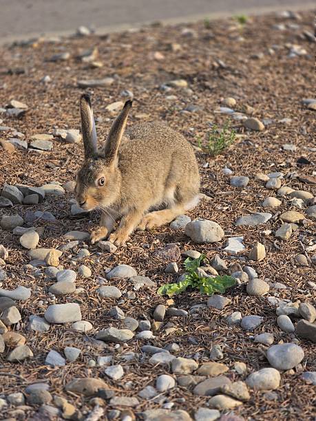istock Wild rabbit on rocky ground in natural light 2234019191