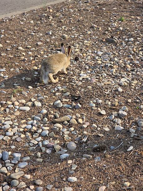 istock Wild rabbit on rocky ground in natural light 2234019195