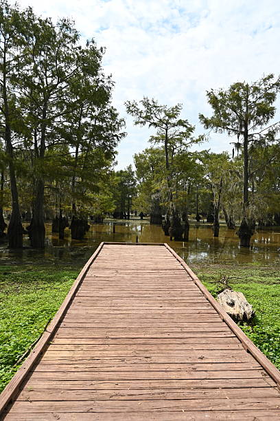 istock Pier and Cypress Trees Landscape 2234019201