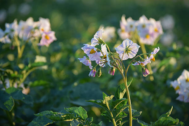 Photo was taken at Lika region, where best croatian potato is cultivated