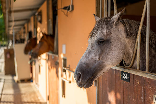White horse waiting patiently in a stable box during a serene sunset, with flies buzzing around its head, capturing the tranquil essence of summer evenings on the farm