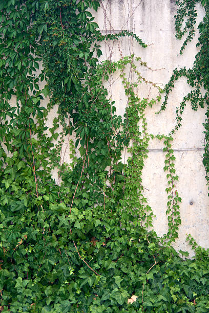 istock Abstract texture of a wall with creeping plants. 2234026103