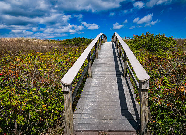 A wooden walkway crosses a low sand dune on Cape Cod to help protect the fragile ecosystem growing there from foot traffic.