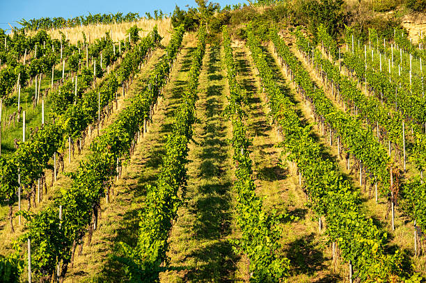 View of green vineyard in horizontal format