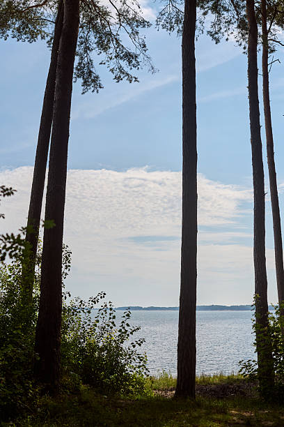 istock Peaceful lakeside scene framed by tall pine trees under clear blue sky 2234029271