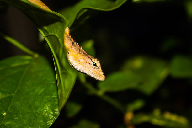 Thai chameleon clinging to a branch at night
