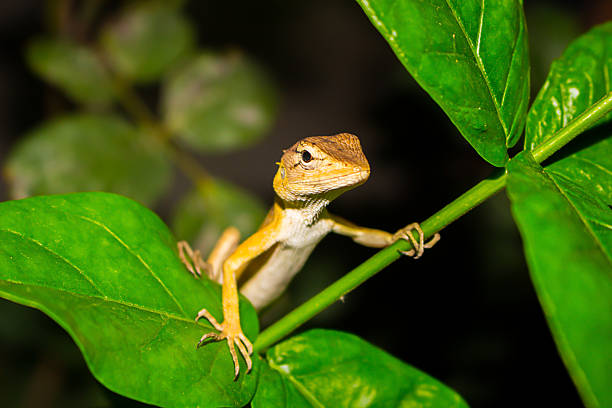 istock Thai chameleon clinging to a branch at night 2234031245