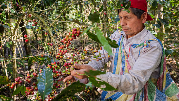 istock Peruvian man collecting coffee cherries, Umasbamba, Peru 2234034015