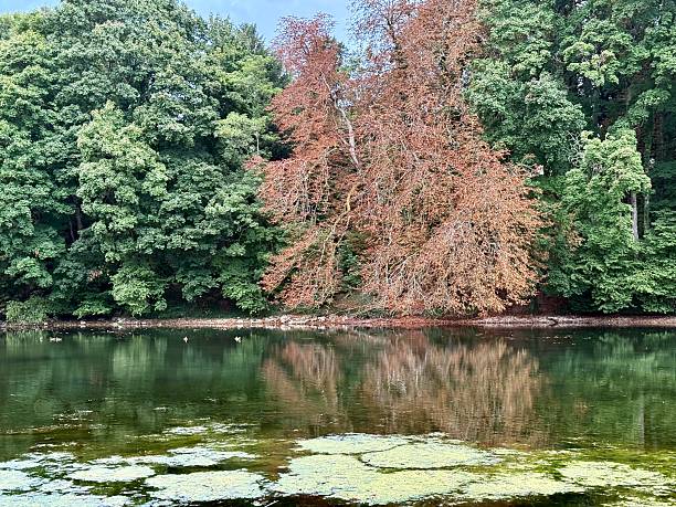 istock Forest on the edge of a river 2234035220