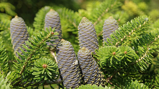 istock Macro of Fir Cone with Green Needles 2234037420