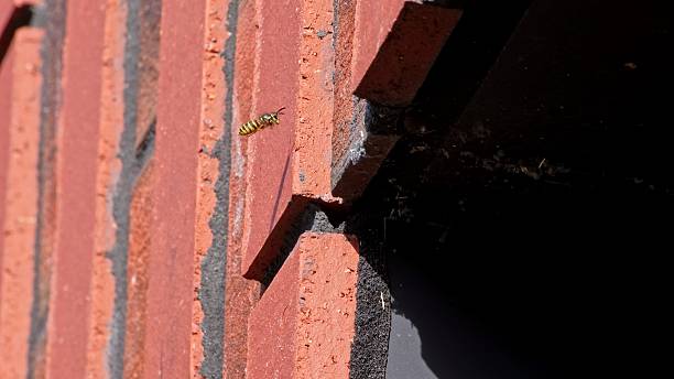istock Dangerous Aggressive Wild Wasp Insects Flying In and Out from Hive Located Inside Building Facade 2234037839