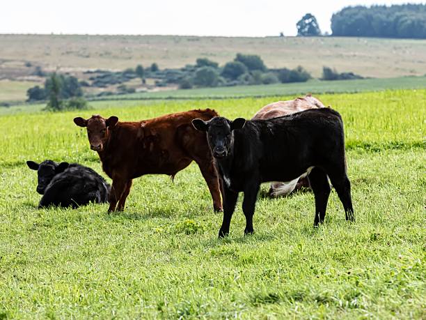 istock Aberdeen Angus & Shorthorn Cattle Looking At Camera. 2234041770