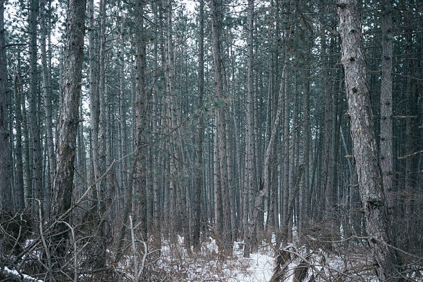 Kojori, Georgia – February 22, 2025: A dense pine forest with tall straight trees covered in patches of snow on the ground. The cool tones and vertical lines of the trunks create a tranquil and atmospheric winter woodland scene.