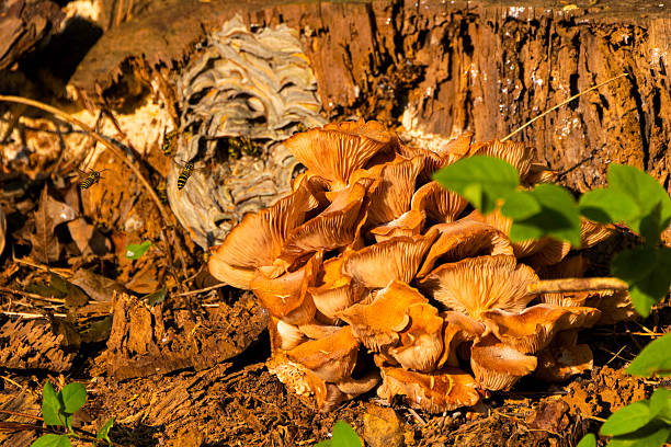 istock Honey mushrooms (Armillaria) 2234044623