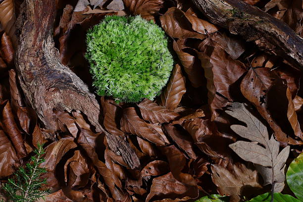 istock Autumn background, trunk moss and dry leaves, fall concept 2234049417