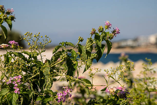 Vibrant Wildflowers Overlooking a Tranquil Lakeside Scene in Nature