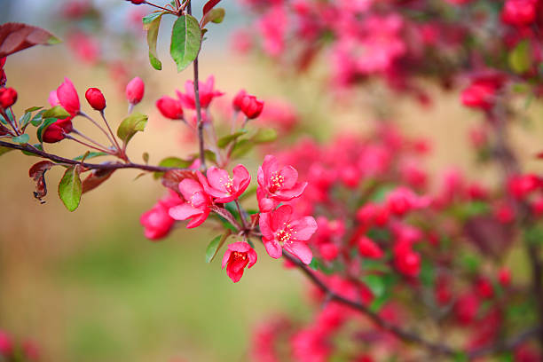 Chinese flowering crab-apple blooming, very beautiful