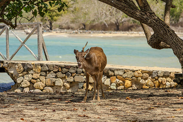 istock Deer on the Beach at Komodo Island, Indonesia 2234061750