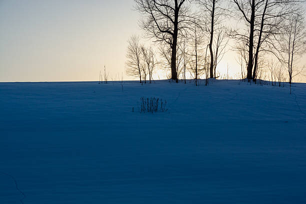 Winter groves standing on a hill at dusk in winter