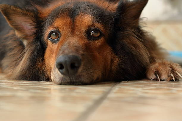 A black and brown dog is lying down and watching, waiting for its owner to come back.