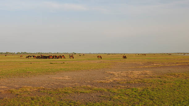istock Herd of Horses Grazing in Expansive Grassland 2234067943