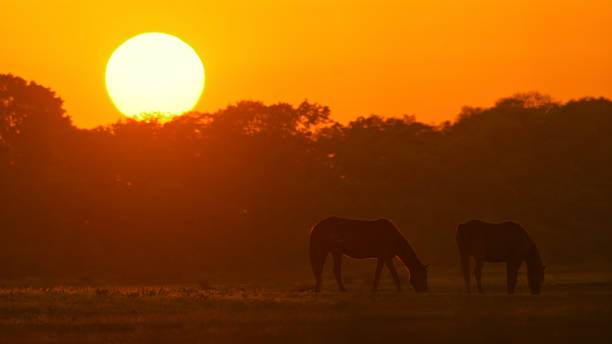 Wild Equines in Majestic Morning Horizon
