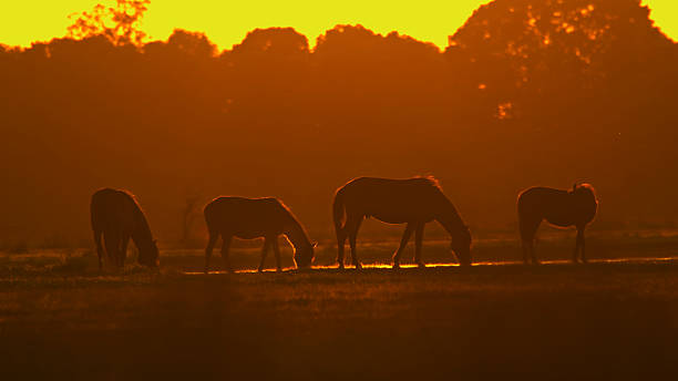 istock Wild Horses Grazing During Sunrise in Tranquil Landscape 2234067974