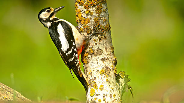 istock Great Spotted Woodpecker Climbing Tree Branch in Natural Habitat 2234067977