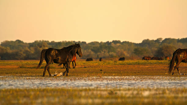 A group of horses is roaming across a grassy field at sunrise, featuring a serene landscape with golden light and distant trees. The calm morning atmosphere enhances the natural beauty of the scene.