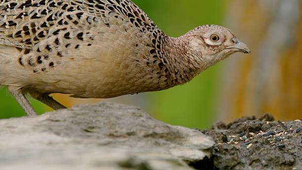 Close up shot of a wild female pheasant with detailed plumage pattern foraging on natural ground. The bird is pecking at small seeds scattered across the earthy terrain, featuring vibrant green and earthy tones in the background.
