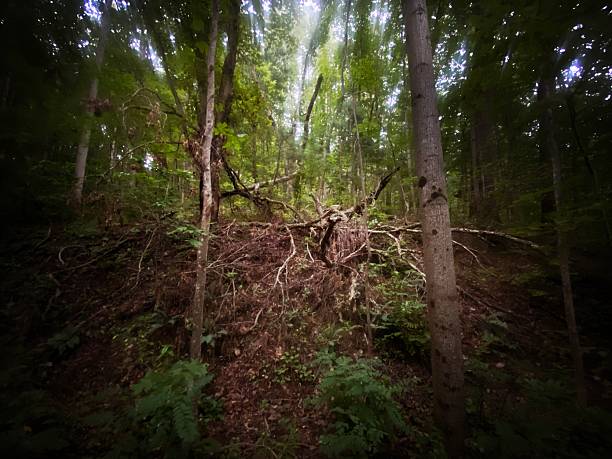 Tree Roots, Vines and Branches in the Forest in the Blue Ridge Mountains