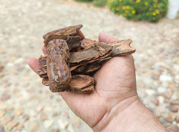 istock Uses of pine bark in gardening 2234074319