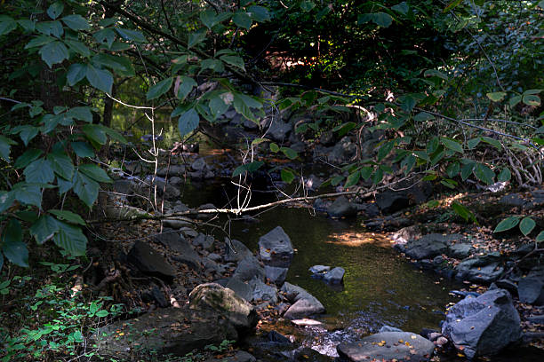 istock Early moring dappled light on a creek 2234075698