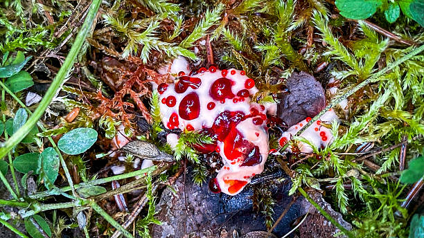 istock bleeding tooth fungus also known as devils tooth growing in Alaska 2234079947