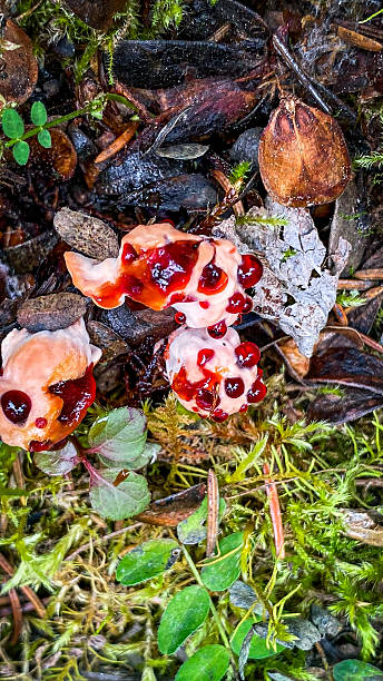 istock bleeding tooth fungus also known as devils tooth growing in Alaska 2234079975