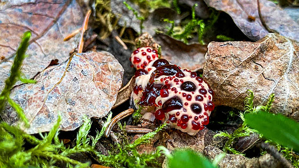 istock bleeding tooth fungus also known as devils tooth growing in Alaska 2234080000