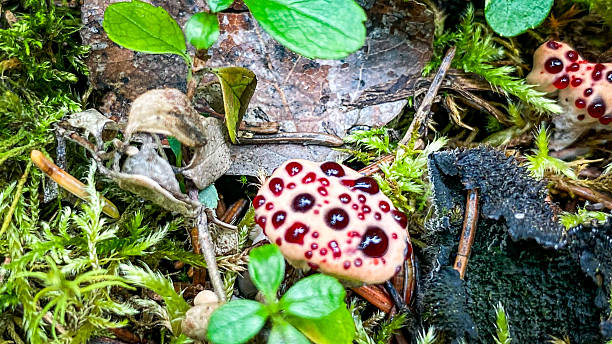 istock bleeding tooth fungus also known as devils tooth growing in Alaska 2234080005