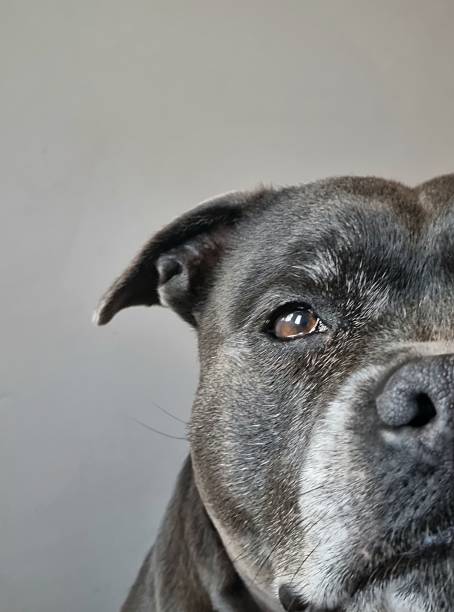 istock Gray whispers of loyalty 2234080493