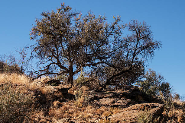Arid and rocky landscape of central Namibia. Namibia is a country on the west coast of Southern Africa. Its borders include the Atlantic Ocean to the west, Angola and Zambia to the north, Botswana to the east and South Africa to the south.