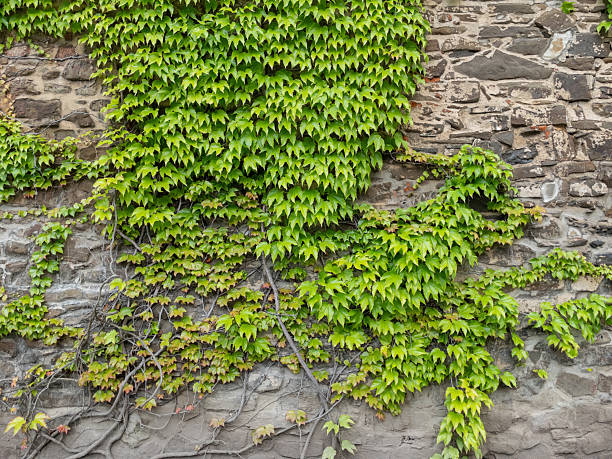 Green ivy leaves covering an old stone wall, creating a natural and textured background