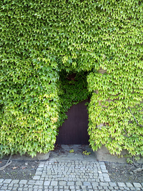 Green ivy covers a wall with a small wooden door and a cobblestone path leading to it