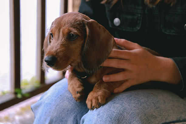 istock A little sausage dog 2234087469