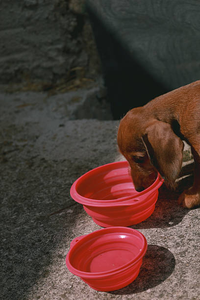 istock A little sausage dog 2234087497