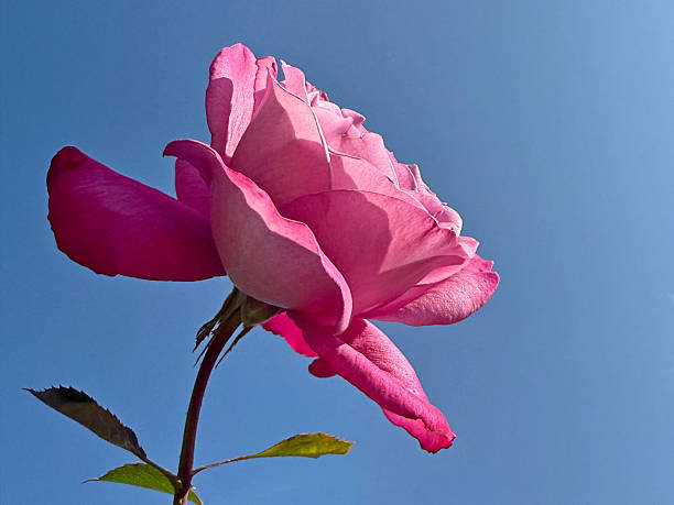 Beautiful pink rose on blue sky.